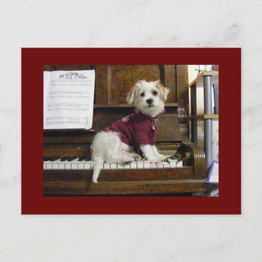 Dog on piano postkarte (Vorderseite)