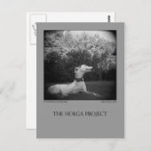 Dog Park Postcard 12 Postkarte (Vorne/Hinten)