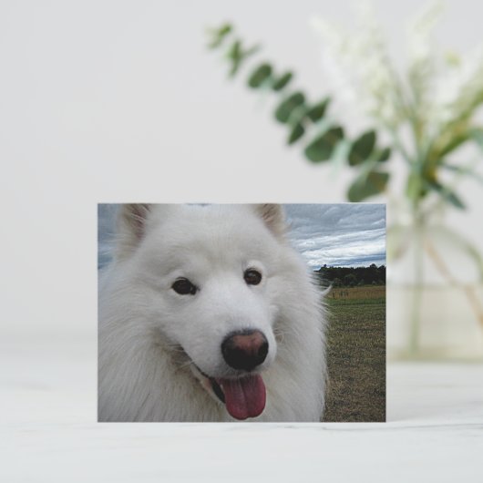 Dog Park Samoyed Postkarte (Stehend Vorderseite)