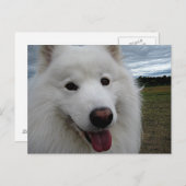 Dog Park Samoyed Postkarte (Vorne/Hinten)