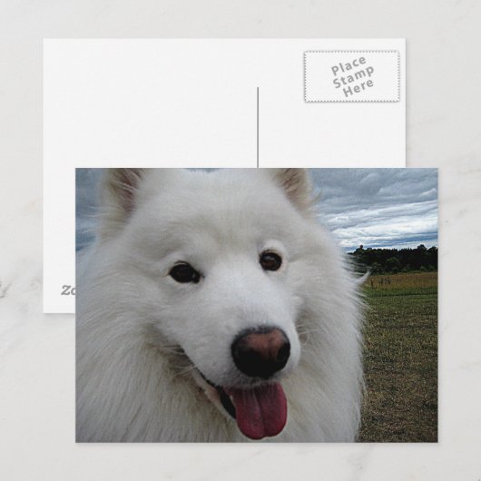 Dog Park Samoyed Postkarte (Vorne/Hinten)