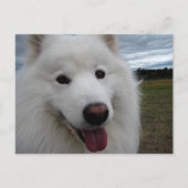 Dog Park Samoyed Postkarte (Vorderseite)