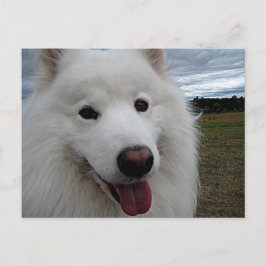 Dog Park Samoyed Postkarte