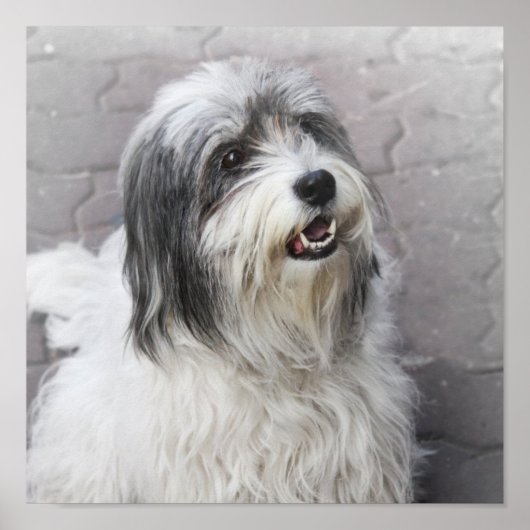 Dog Poster (Vorne)