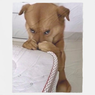 DOG PRAYING FLEECEDECKE