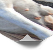 Dog Quote Poster - Erica Jong (Ecke)