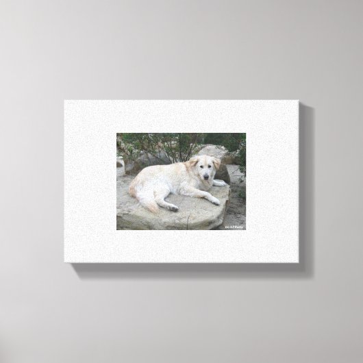 Dog Resting On A Rock Leinwanddruck (Vorderseite)