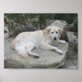 Dog Resting On A Rock Poster (Vorne)