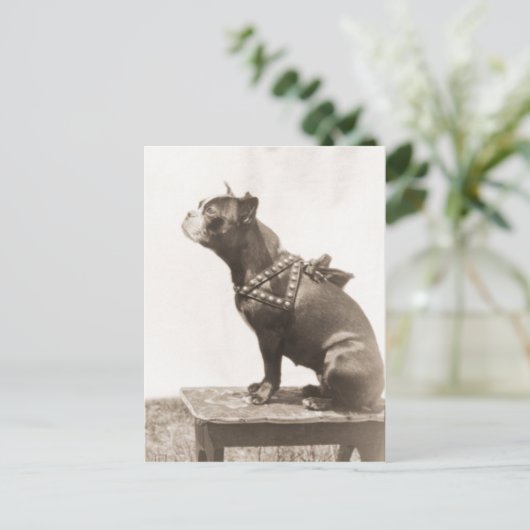 Dog-Sits für ein Bild Postkarte (Stehend Vorderseite)