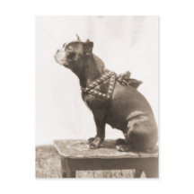 Dog-Sits für ein Bild