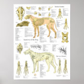 Dog Skeletal Nerves Anatomy Chart Poster (Vorne)