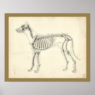 Dog Skeleton Bones Veterinary Anatomy Print Poster