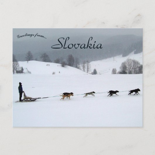 Dog Sled Team in Winter in Slovakia Postkarte (Vorderseite)