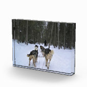 Dog Sledding in Quebec, Kanada Fotoblock (Rechts)