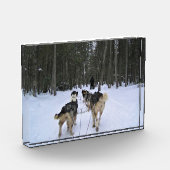 Dog Sledding in Quebec, Kanada Fotoblock (Links)