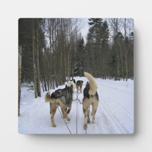 Dog Sledding in Quebec, Kanada Fotoplatte