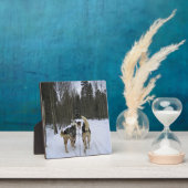 Dog Sledding in Quebec, Kanada Fotoplatte (InSitu)