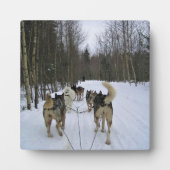 Dog Sledding in Quebec, Kanada Fotoplatte (Vorderseite)