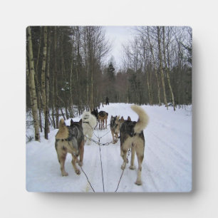 Dog Sledding in Quebec, Kanada Fotoplatte