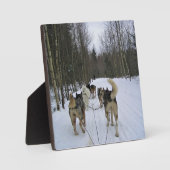 Dog Sledding in Quebec, Kanada Fotoplatte (Vorderseite)