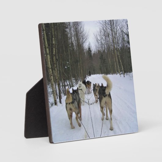 Dog Sledding in Quebec, Kanada Fotoplatte (Vorderseite)