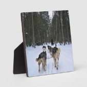 Dog Sledding in Quebec, Kanada Fotoplatte (Vorderseite)