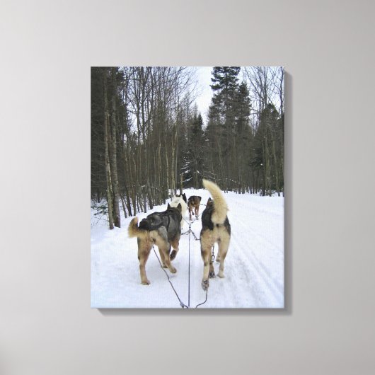 Dog Sledding in Quebec, Kanada Leinwanddruck (Vorderseite)