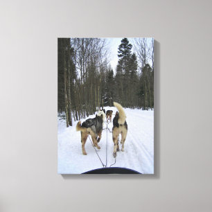 Dog Sledding in Quebec, Kanada Leinwanddruck