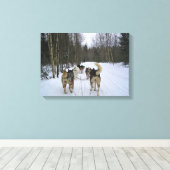 Dog Sledding in Quebec, Kanada Leinwanddruck (Insitu (Holzboden))