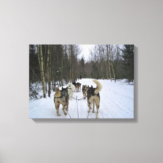 Dog Sledding in Quebec, Kanada Leinwanddruck (Vorderseite)