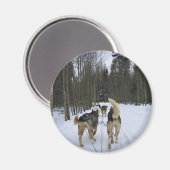 Dog Sledding in Quebec, Kanada Magnet (Vorderseite/Rückseite)