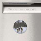 Dog Sledding in Quebec, Kanada Magnet (In Situ (Geschirrspüler))