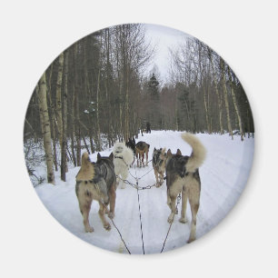 Dog Sledding in Quebec, Kanada Magnet