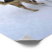 Dog Sledding in Quebec, Kanada Poster (Ecke)