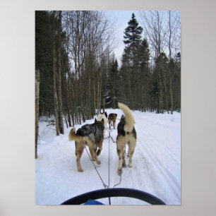 Dog Sledding in Quebec, Kanada Poster