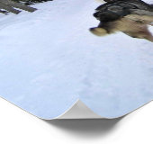 Dog Sledding in Quebec, Kanada Poster (Ecke)