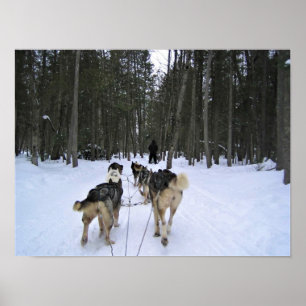 Dog Sledding in Quebec, Kanada Poster