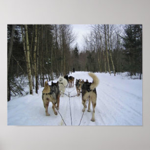 Dog Sledding in Quebec, Kanada Poster