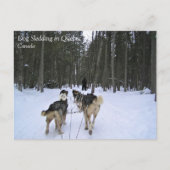 Dog Sledding in Quebec, Kanada Postkarte (Vorderseite)