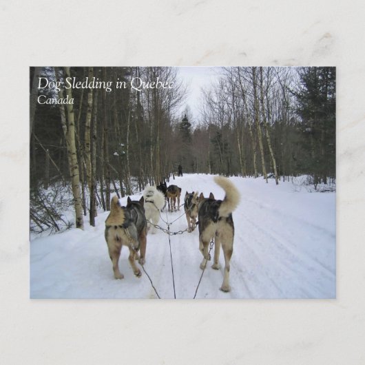 Dog Sledding in Quebec, Kanada Postkarte (Vorderseite)