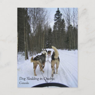 Dog Sledding in Quebec, Kanada Postkarte