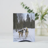 Dog Sledding in Quebec, Kanada Postkarte (Stehend Vorderseite)