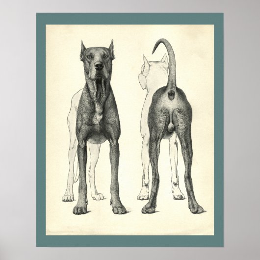 Dog Surface Topography Veterinary Anatomy Print Poster (Vorne)