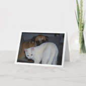 Dog und White Kitten Portrait Karte (Vorderseite)