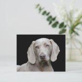 Dog Weimaraner Pet Canine Portrait Postkarte (Stehend Vorderseite)