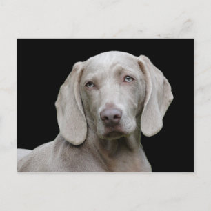 Dog Weimaraner Pet Canine Portrait Postkarte