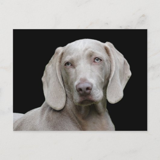 Dog Weimaraner Pet Canine Portrait Postkarte (Vorderseite)
