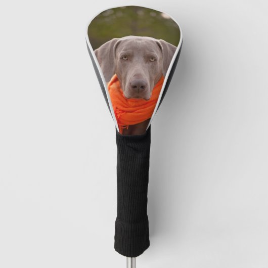 Dog Weimaraner Scarf Hauskatze Golf Headcover (Vorderseite)