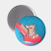 Dogenmagnet Magnet (Vorderseite/Rückseite)