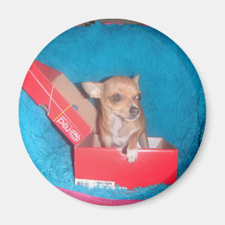 Dogenmagnet Magnet